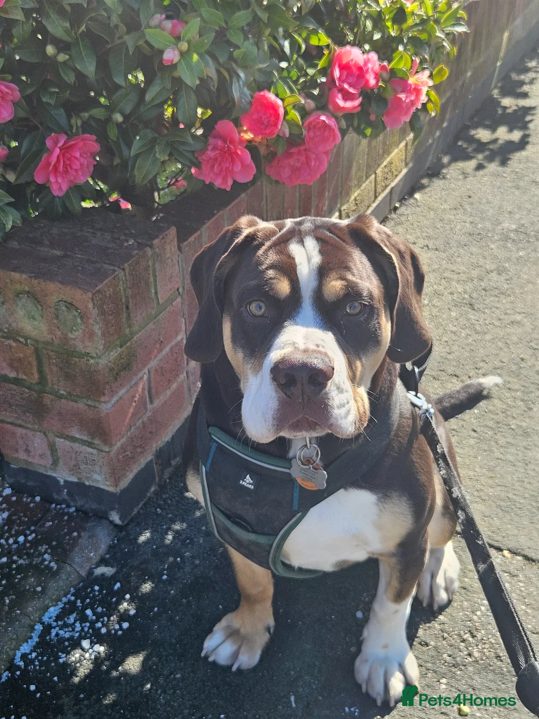 Mixed Breed dogs for sale: 9 month old Olde English bulldogge/cocker spaniel  - Advert 1