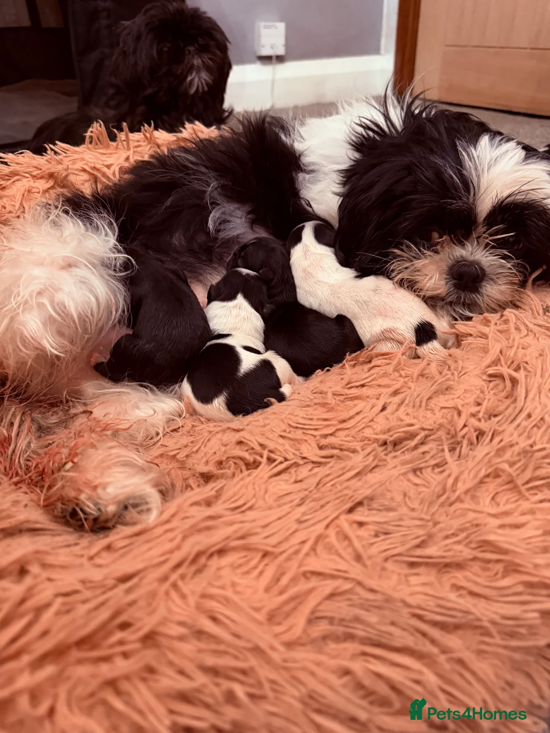 Shih Tzu dogs for sale: Beautiful Shih Tzu’s - STUNNING pure breds - Advert 24