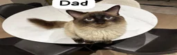 Ragdoll cats for sale: Ragdoll kittens looking for their forever home 💗 - Advert 6