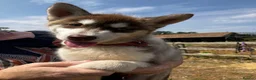 Siberian Husky dogs for sale: Beautiful Purebred Red Siberian Husky Girls - Advert 24