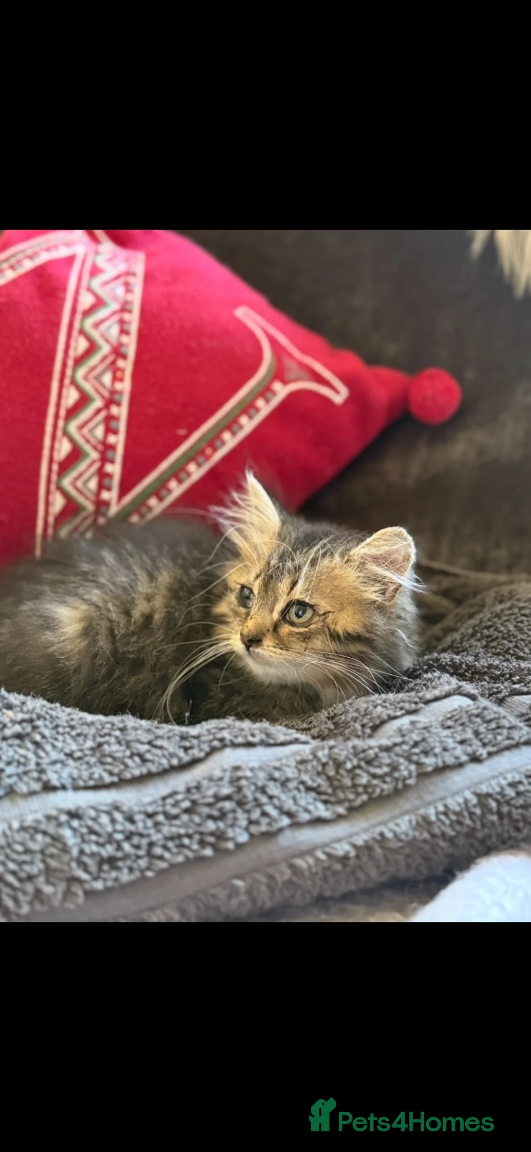 Mixed Breed cats for sale: Stunning kittens for sale  - Advert 3