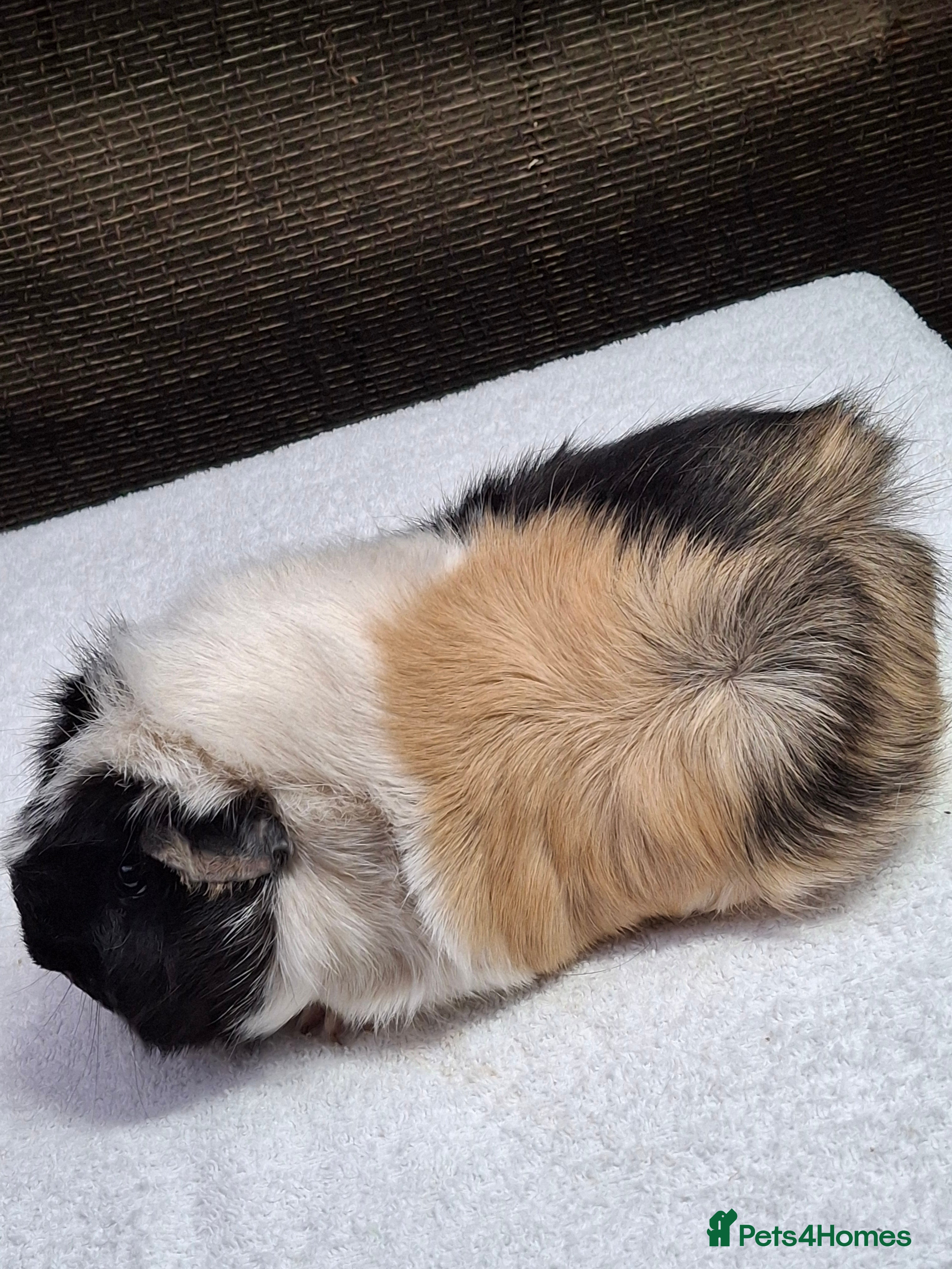 Guinea Pig rodents Adult Guineapig  - Advert 1