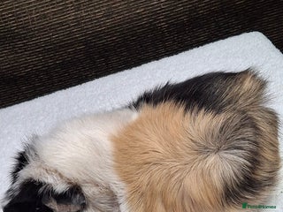Guinea Pig rodents Adult Guineapig - Advert 1
