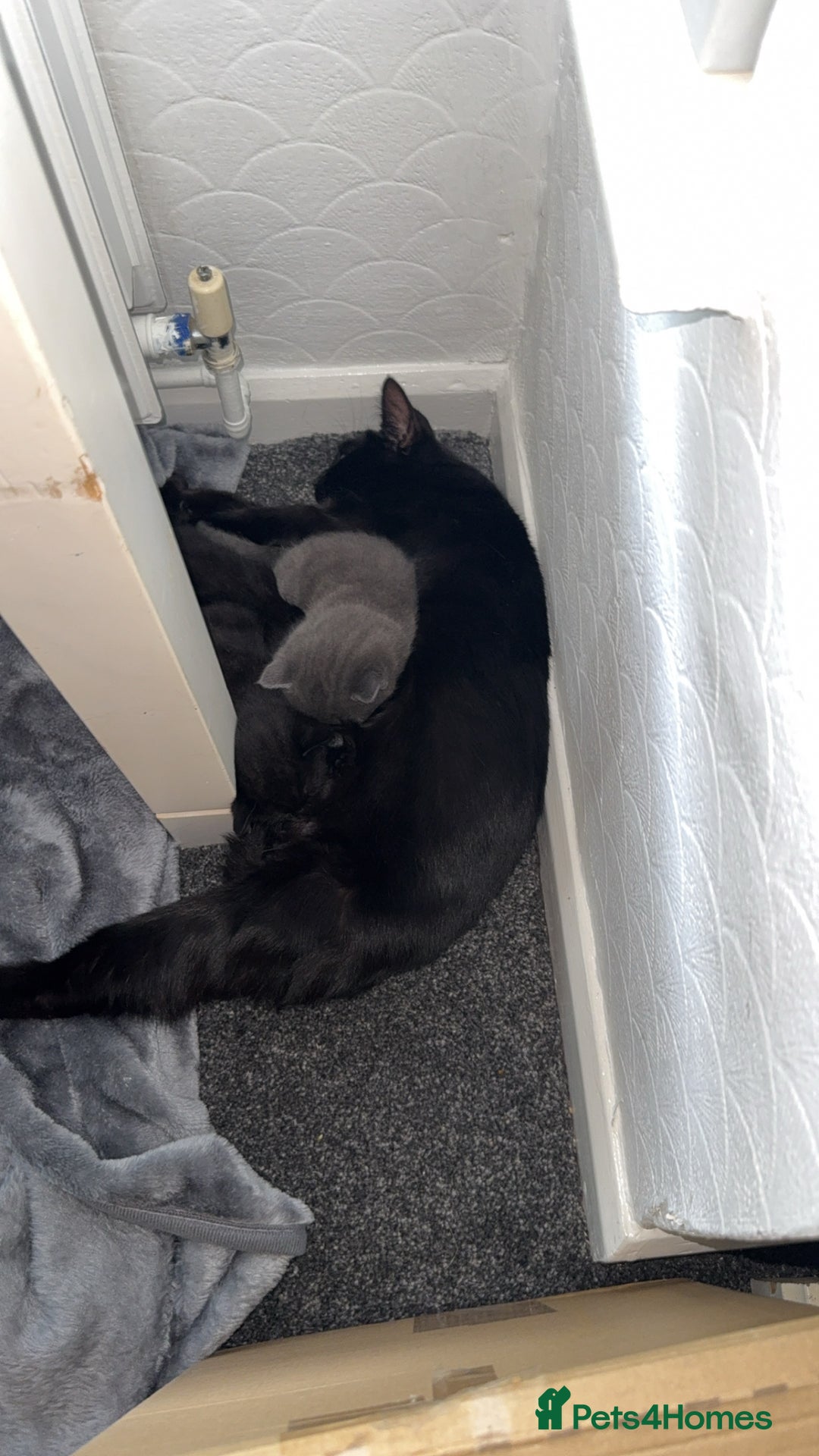 Bengal cats for sale: 2 black female cats  - Image 5