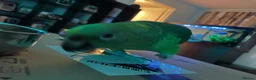Parrots birds for sale: YELLOW CROWNED AMAZONIAN PARROT  in Aldershot - Advert 3