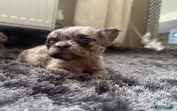 French Bulldog dogs for sale: French bulldogs - Image 7