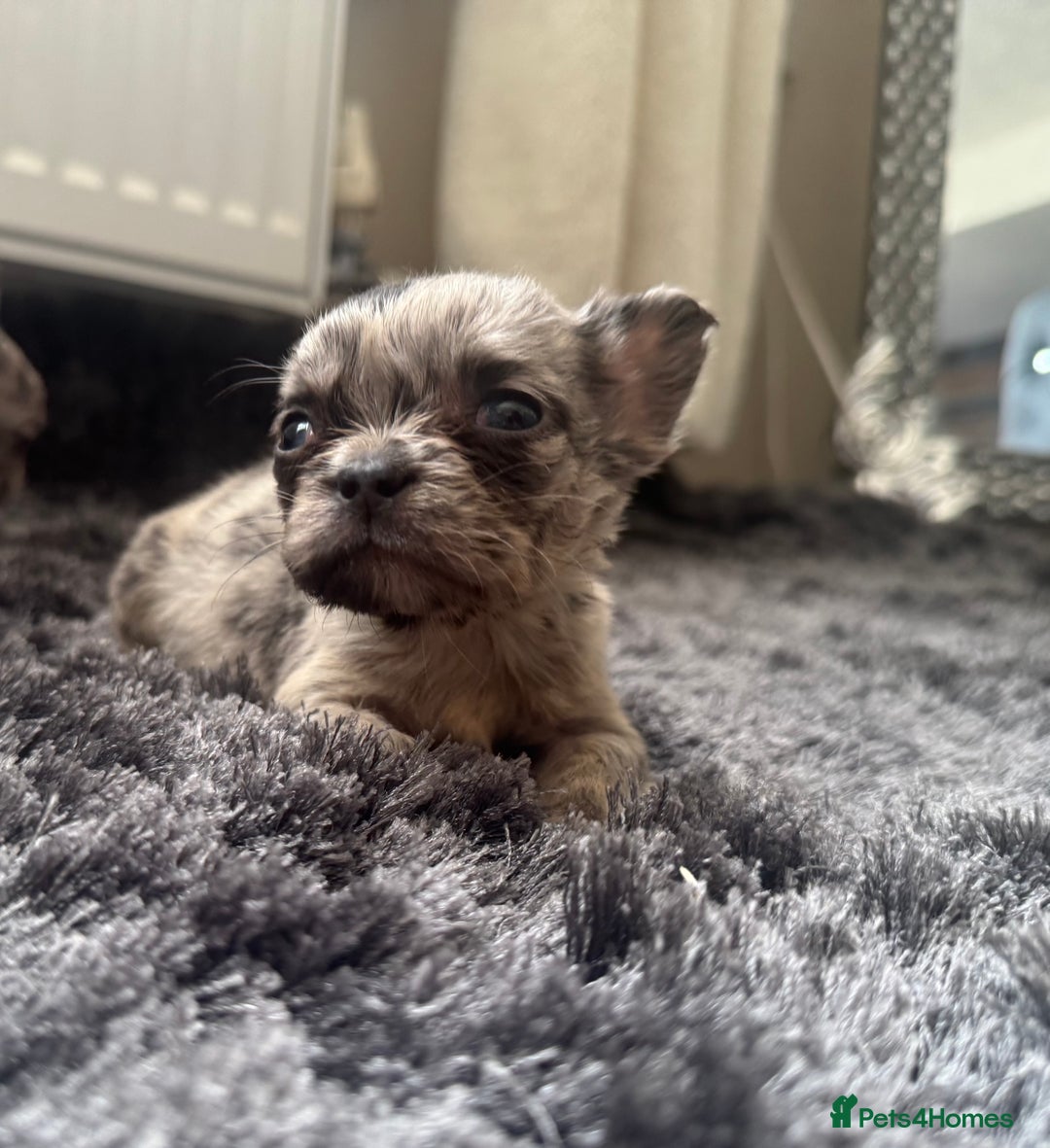 French Bulldog dogs for sale: French bulldogs - Image 7