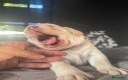 Labrador Retriever dogs for sale: EXCELLENT &UNIQUE LAB PUPPIES AV 12 NOV £1450 - Image 23