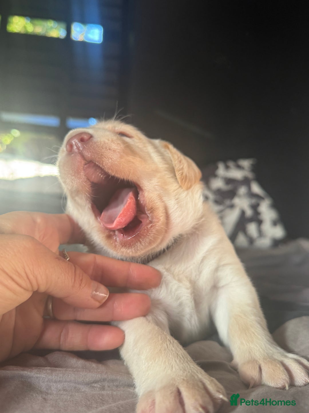 Labrador Retriever dogs for sale: EXCELLENT &UNIQUE LAB PUPPIES AV 12 NOV £1450 - Image 23