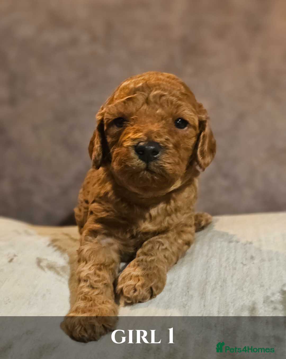 Cavapoo dogs for sale: 5 Beautiful Deep Red F1B Cavapoo Pups - Advert 21