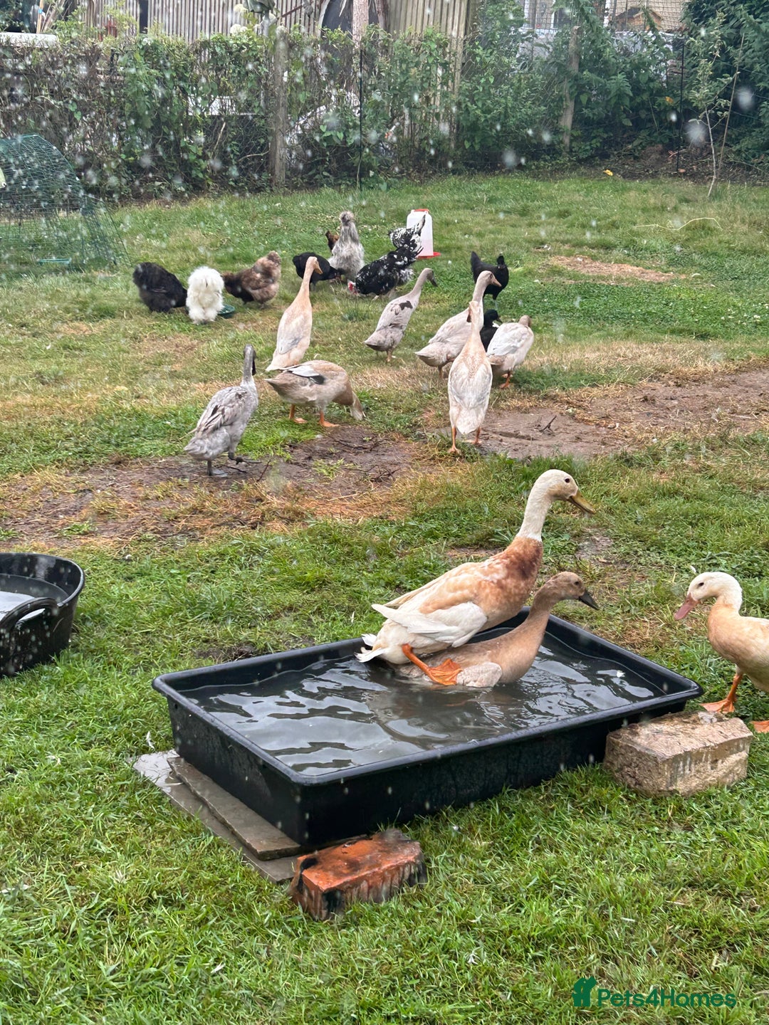 Ducks poultry for sale: POL Indian runner ducks in Wincanton - Image 7