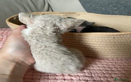 Devon Rex cats for sale: Adorable pure Devon Rex kittens  - Image 15