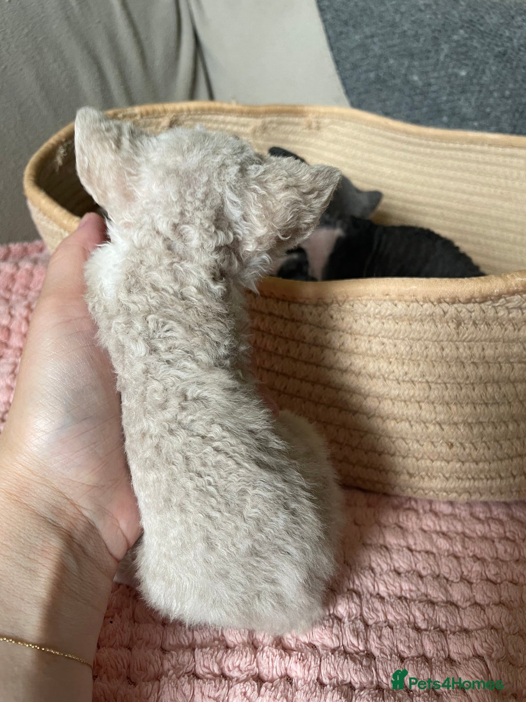 Devon Rex cats for sale: Adorable pure Devon Rex kittens  - Image 15
