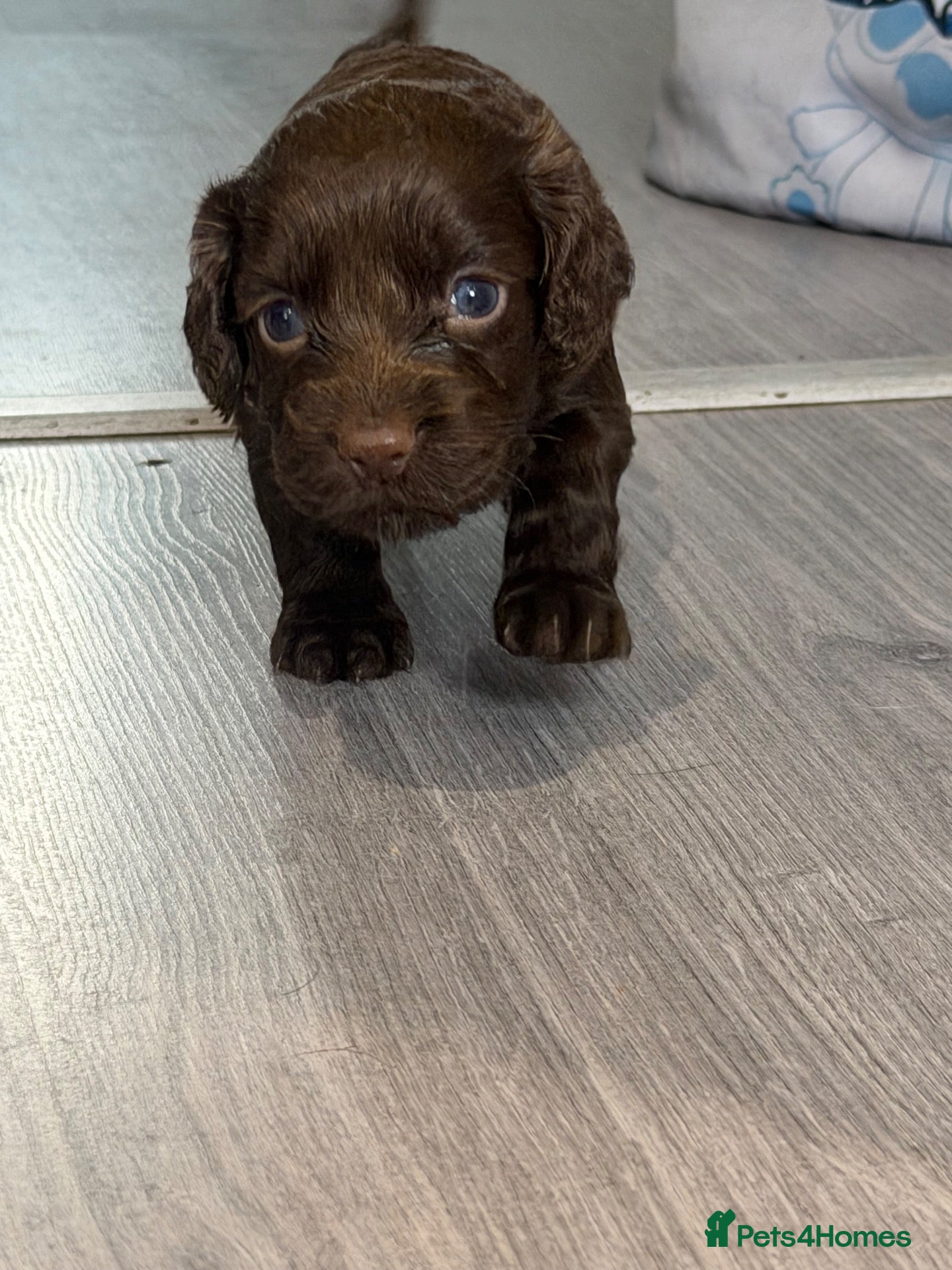 Cocker Spaniel dogs 🐾only 1 boy available 🐾 - Advert 3