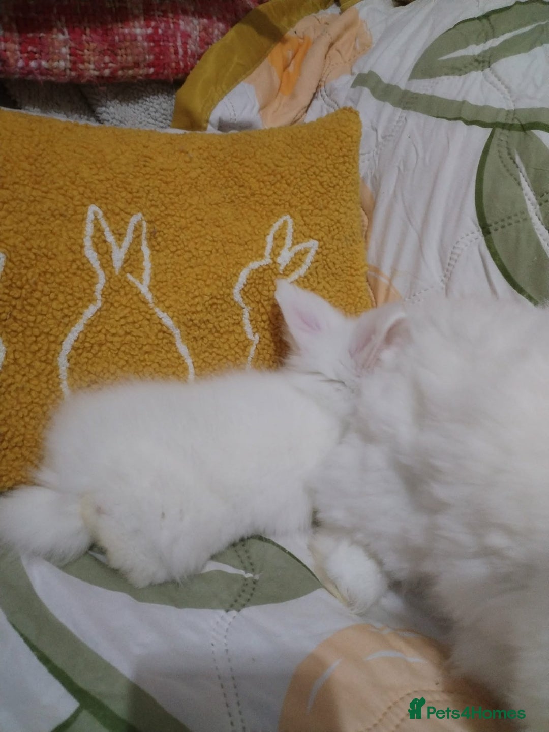 Lionhead rabbits for sale: Pure Breed Fluffy Double Mained LionHead Kits - Advert 12