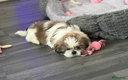 Shih Tzu dogs for sale: 10 week old female shih tzu  - Image 2