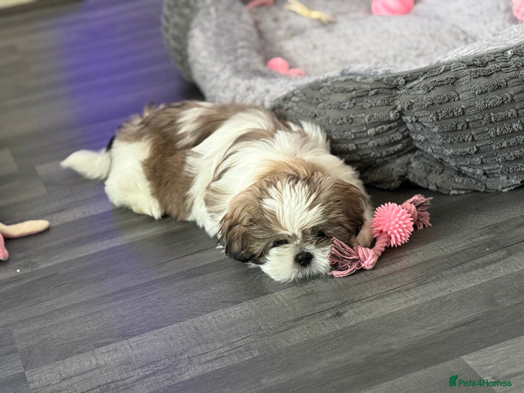 Shih Tzu dogs for sale: 10 week old female shih tzu  - Image 2