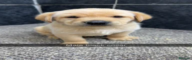 Labrador Retriever 1