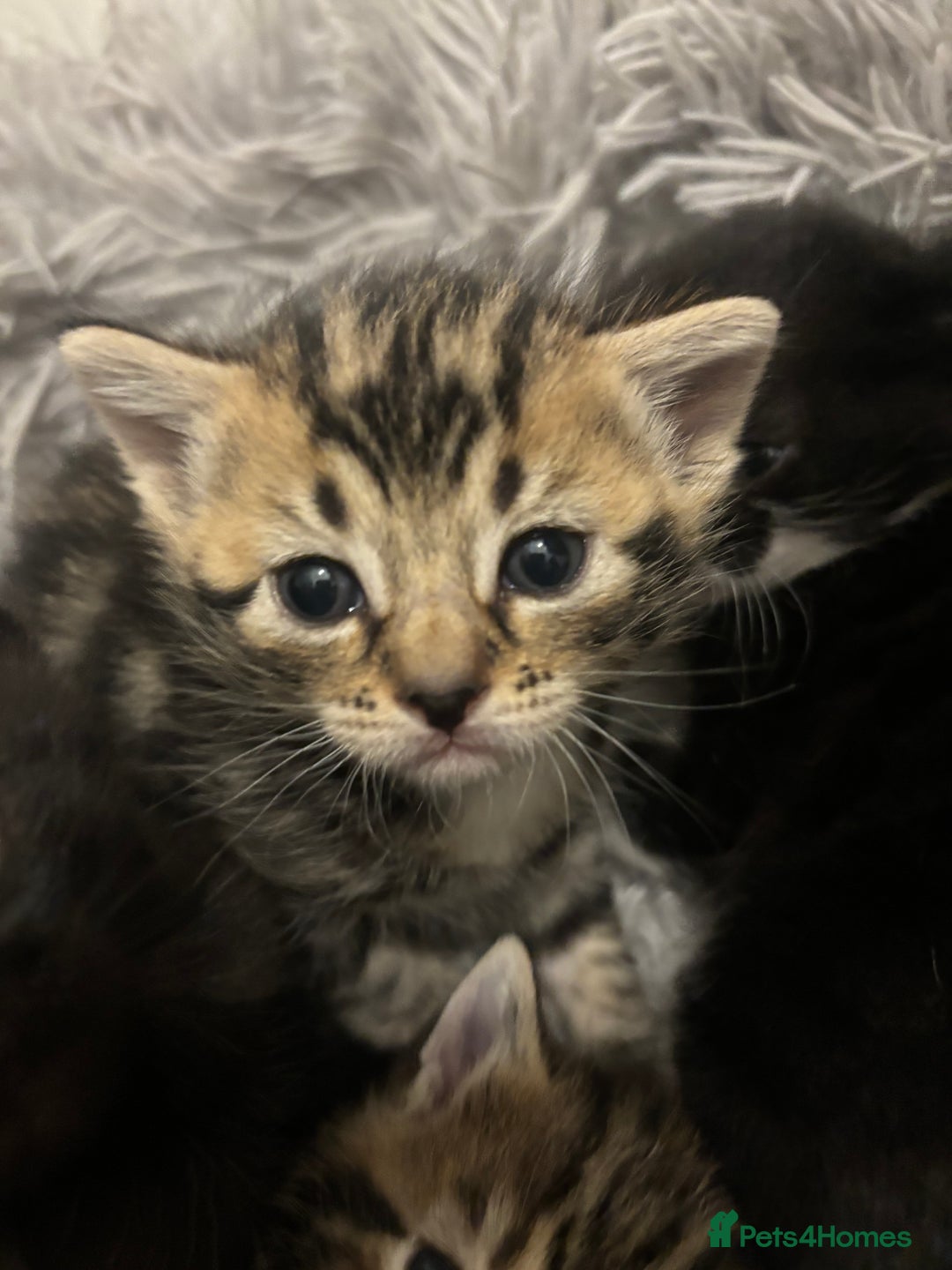 Bengal cats for sale: Bengal kittens  - Advert 2