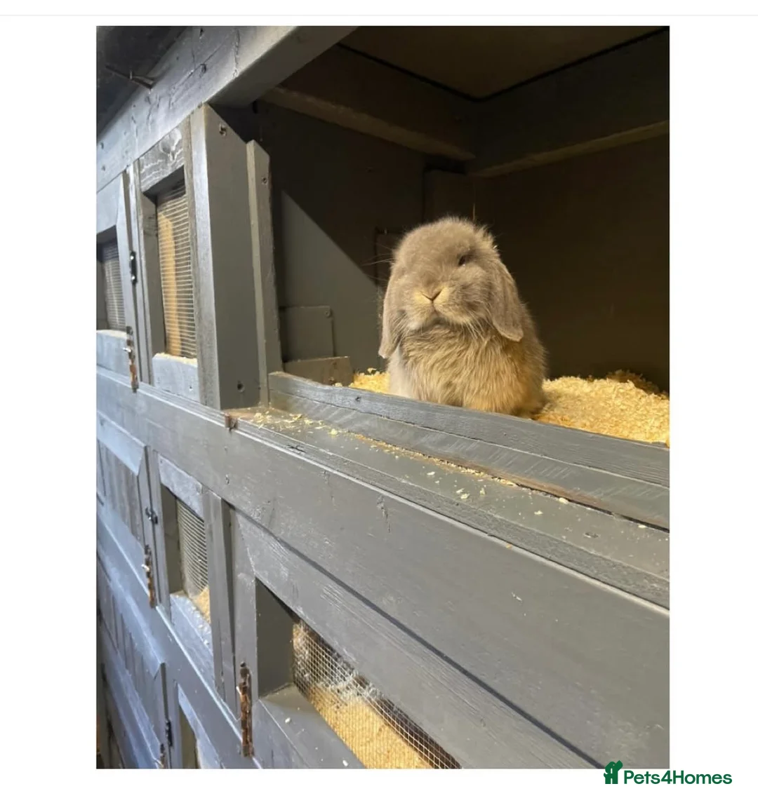 Mini Lop rabbits for sale: ɢᴏʀɢᴇᴏᴜꜱ ᴍɪɴɪ ʟᴏᴘꜱ ꜰᴏʀ ꜱᴀʟᴇ - Advert 1