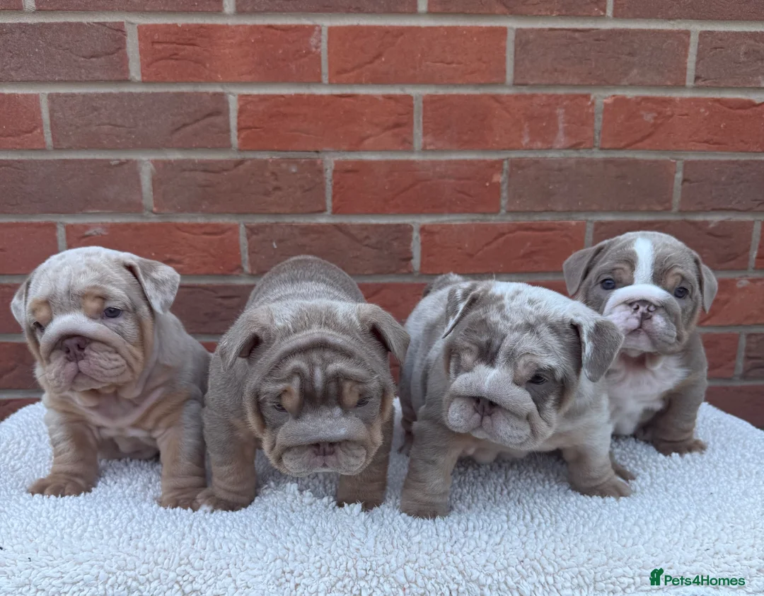 English Bulldog dogs for sale: Mr Muscles litter KC Quality English bulldogs - Advert 12