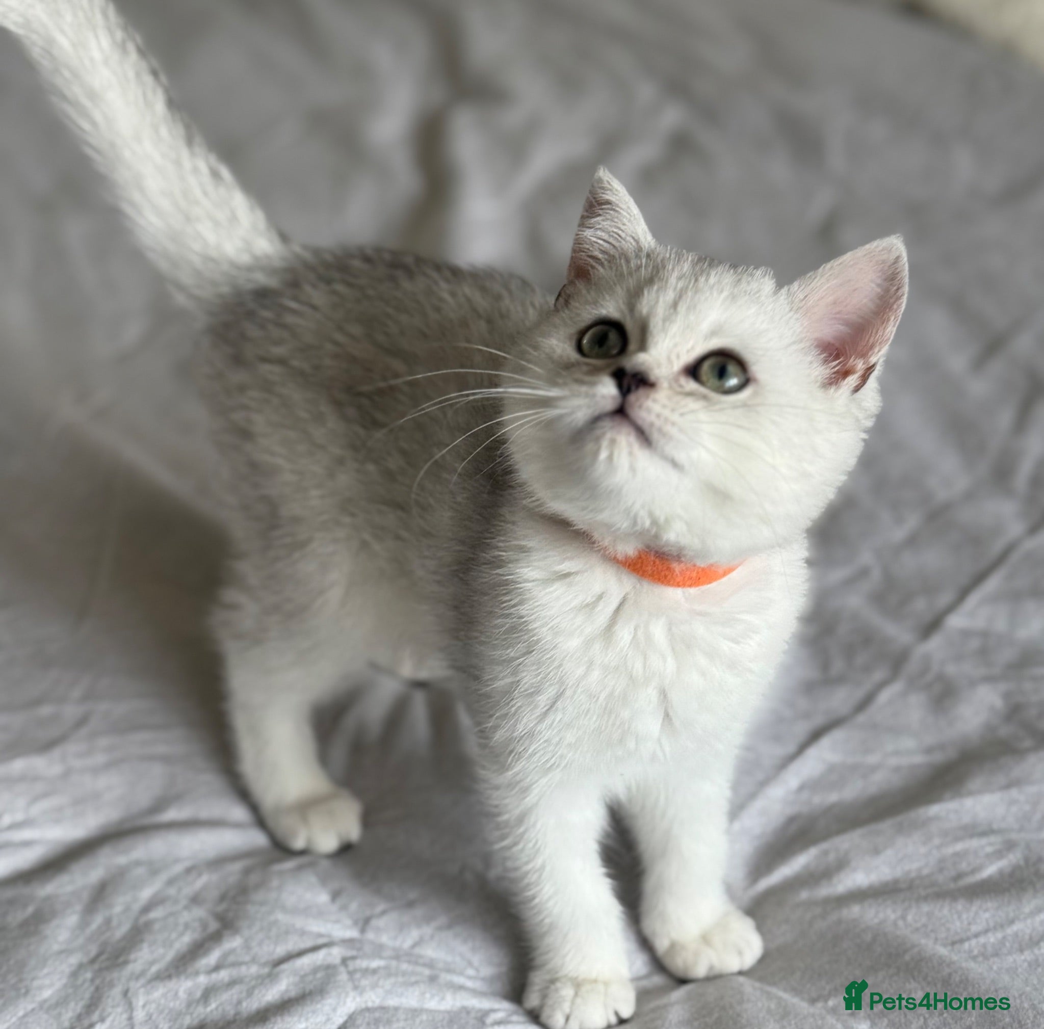 British Shorthair cats Silver GCCF British shorthairs girls - Advert 2