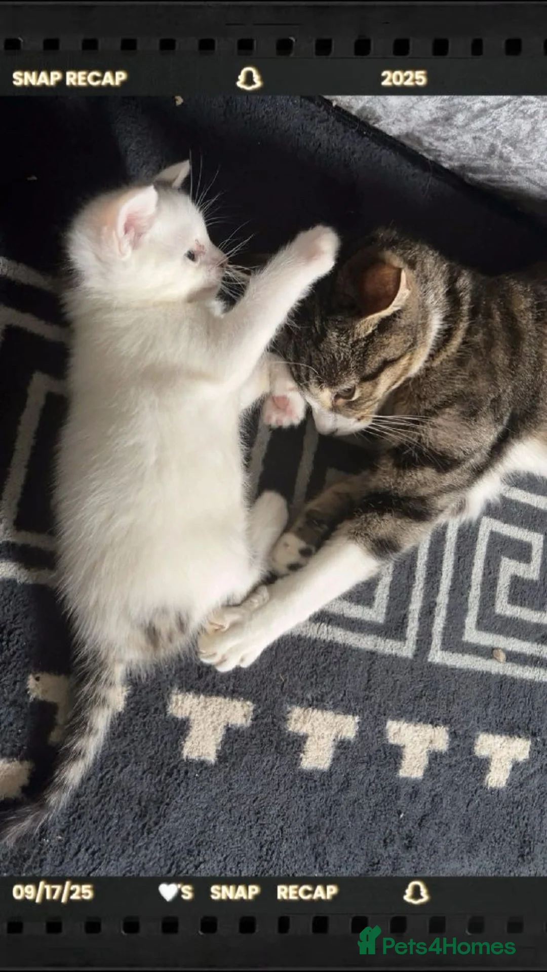 Domestic Shorthair cats for sale: Cat for sale  - Advert 4