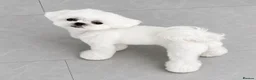 Maltipoo dogs for sale: Luxury Asian Maltipoo Girls 🩷 - Advert 22