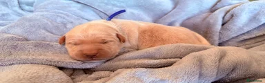 Goldador Puppy 5