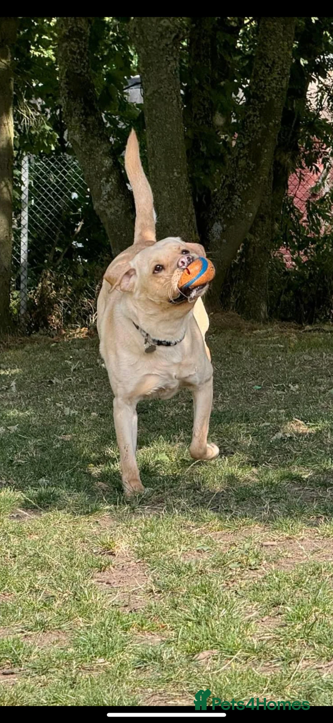 Labrador Retriever dogs for sale: Dennis - looking for loving forever home 🐶 in Bishop Auckland - Advert 5