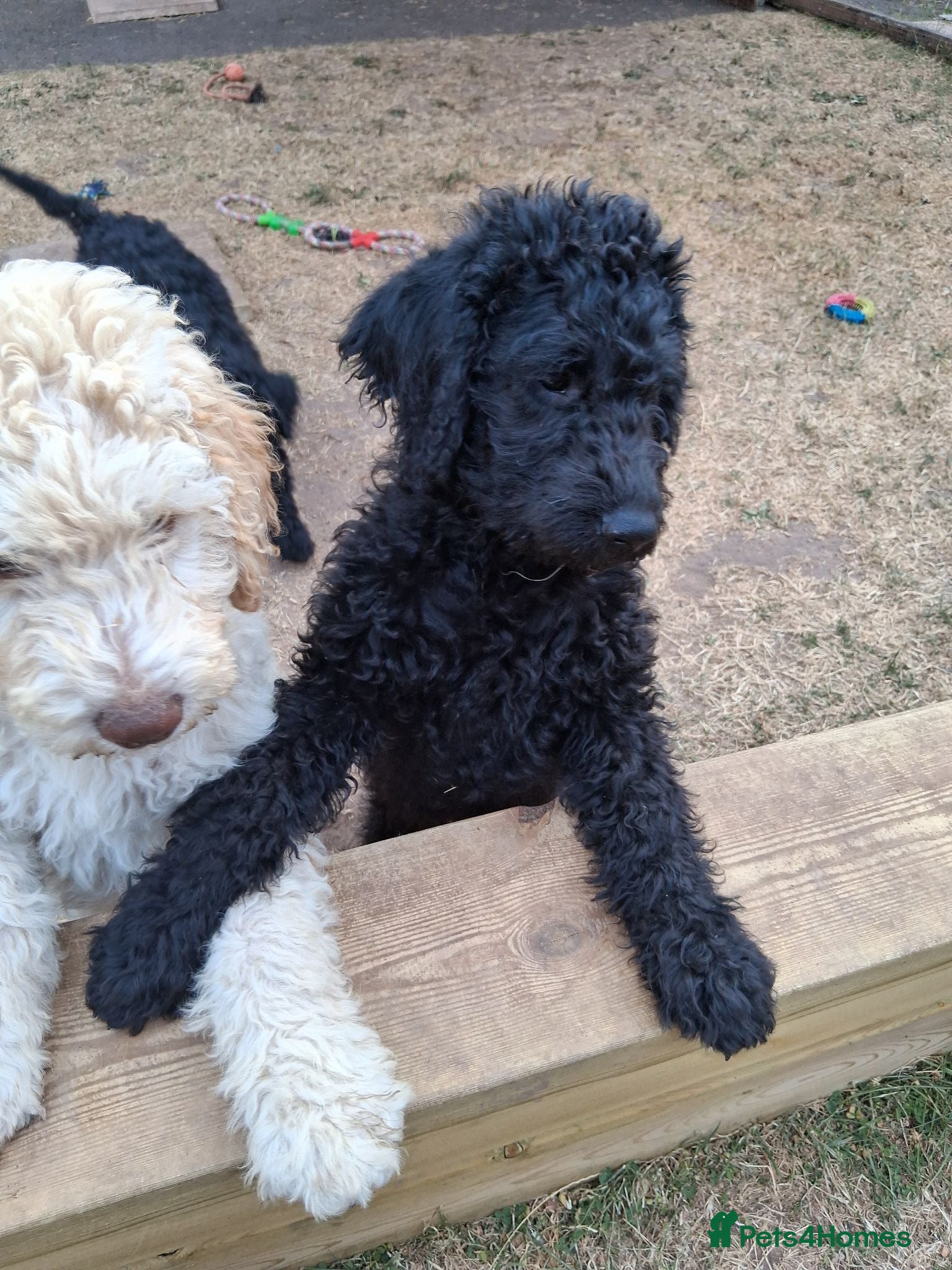 Labradoodle dogs Multi generation Standard labradoodles  - Advert 2