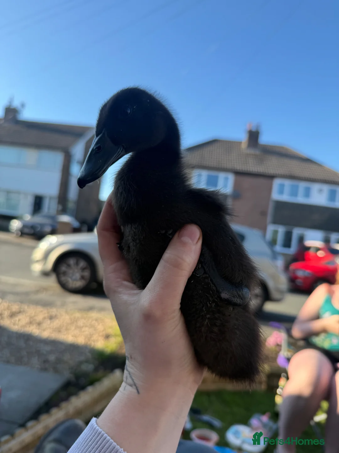 Ducks poultry for sale: Cayuga ducks  - Advert 1