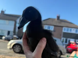 Ducks poultry Cayuga ducks - Advert 5