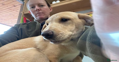 Labrador Retriever dogs - Advert 10