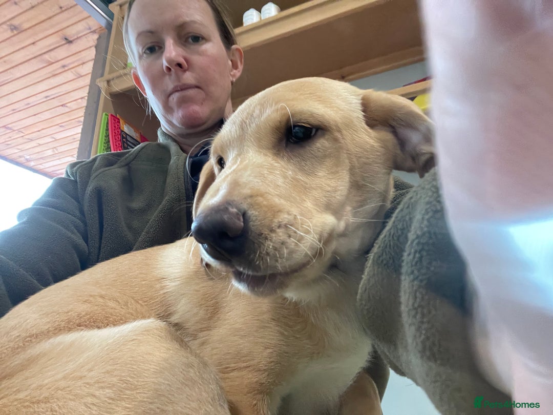 Labrador Retriever dogs for sale: 12 week old KC reg  lab bitch health tested  - Image 1