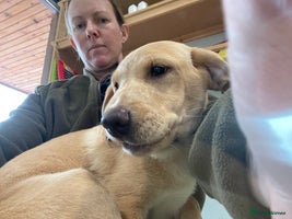 Labrador Retriever dogs - Advert 4