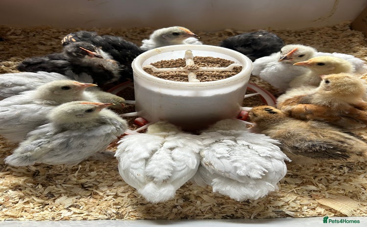 Chickens poultry for sale - Advert 1