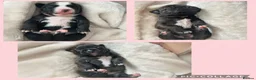 Staffordshire Bull Terrier dogs for sale: Staffordshire bull terrier puppies  in Weston-super-Mare - Advert 9