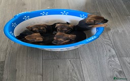 Mixed Breed dogs for sale: Patterdale x border terrier  - Image 18