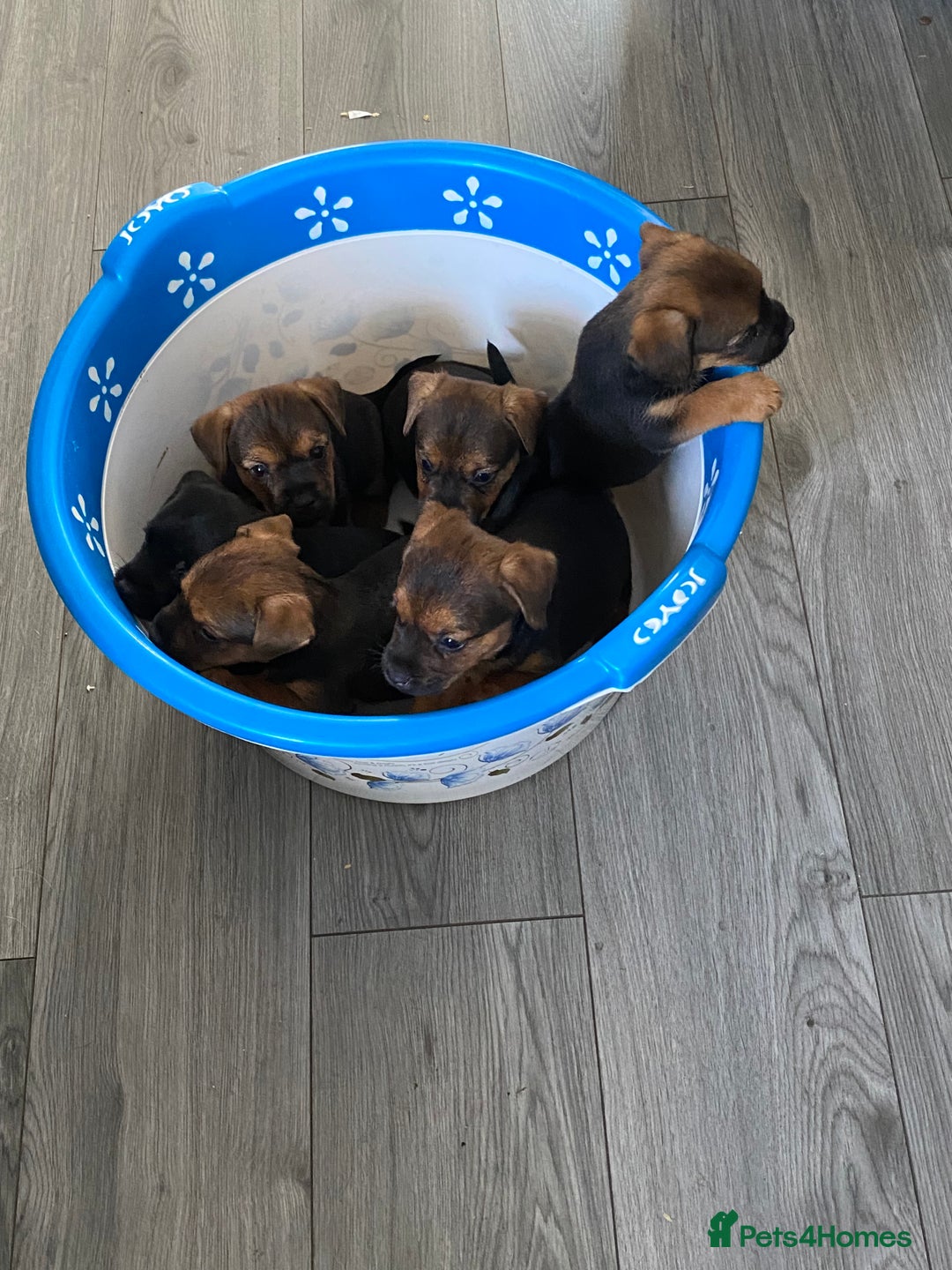 Mixed Breed dogs for sale: Patterdale x border terrier  - Image 18