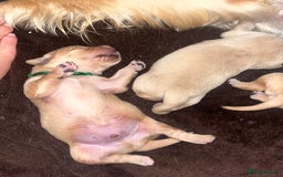 Golden Retriever dogs for sale: Pure bred Golden Retriever puppies - Image 12