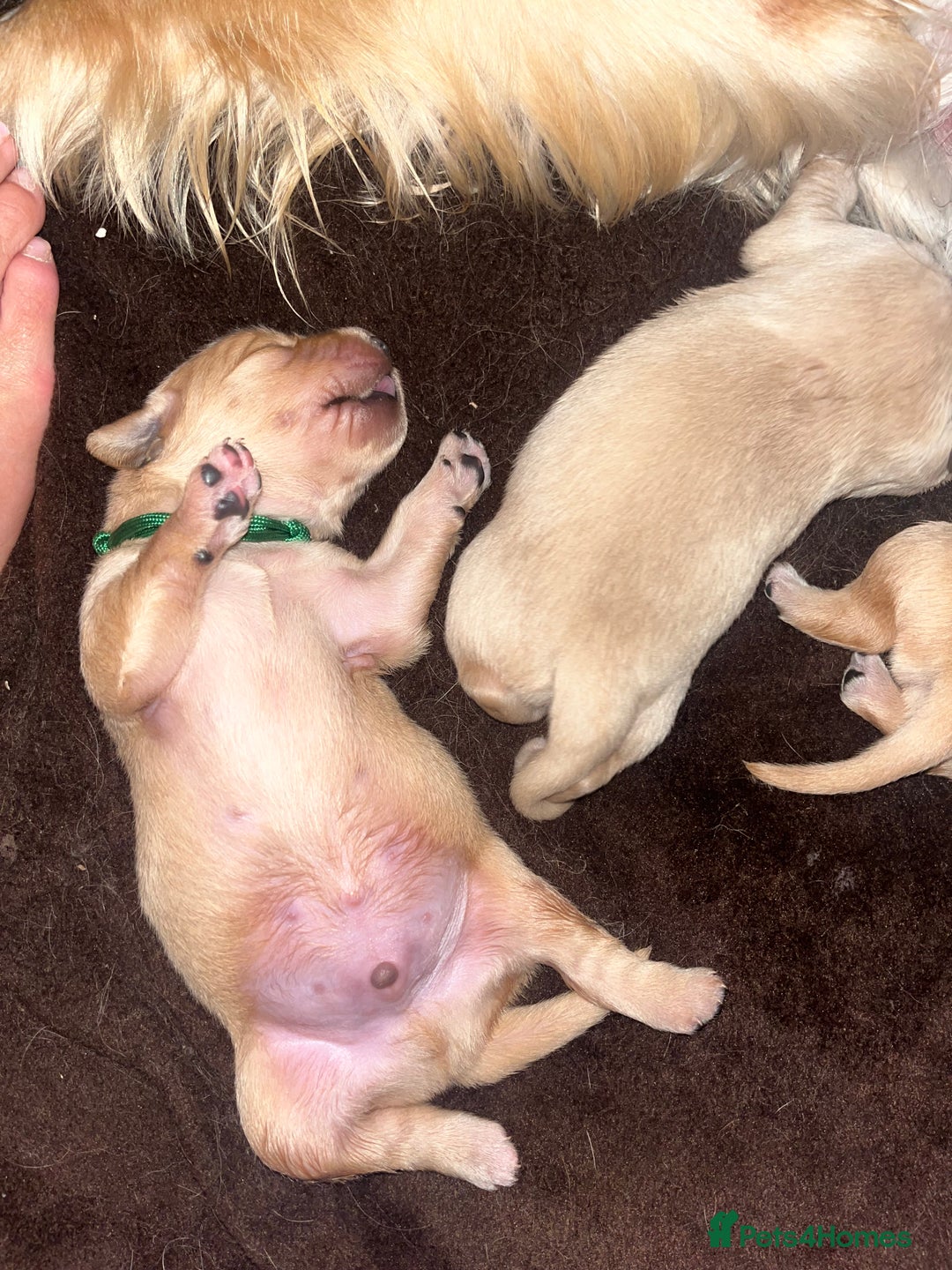 Golden Retriever dogs for sale: Pure bred Golden Retriever puppies - Image 12