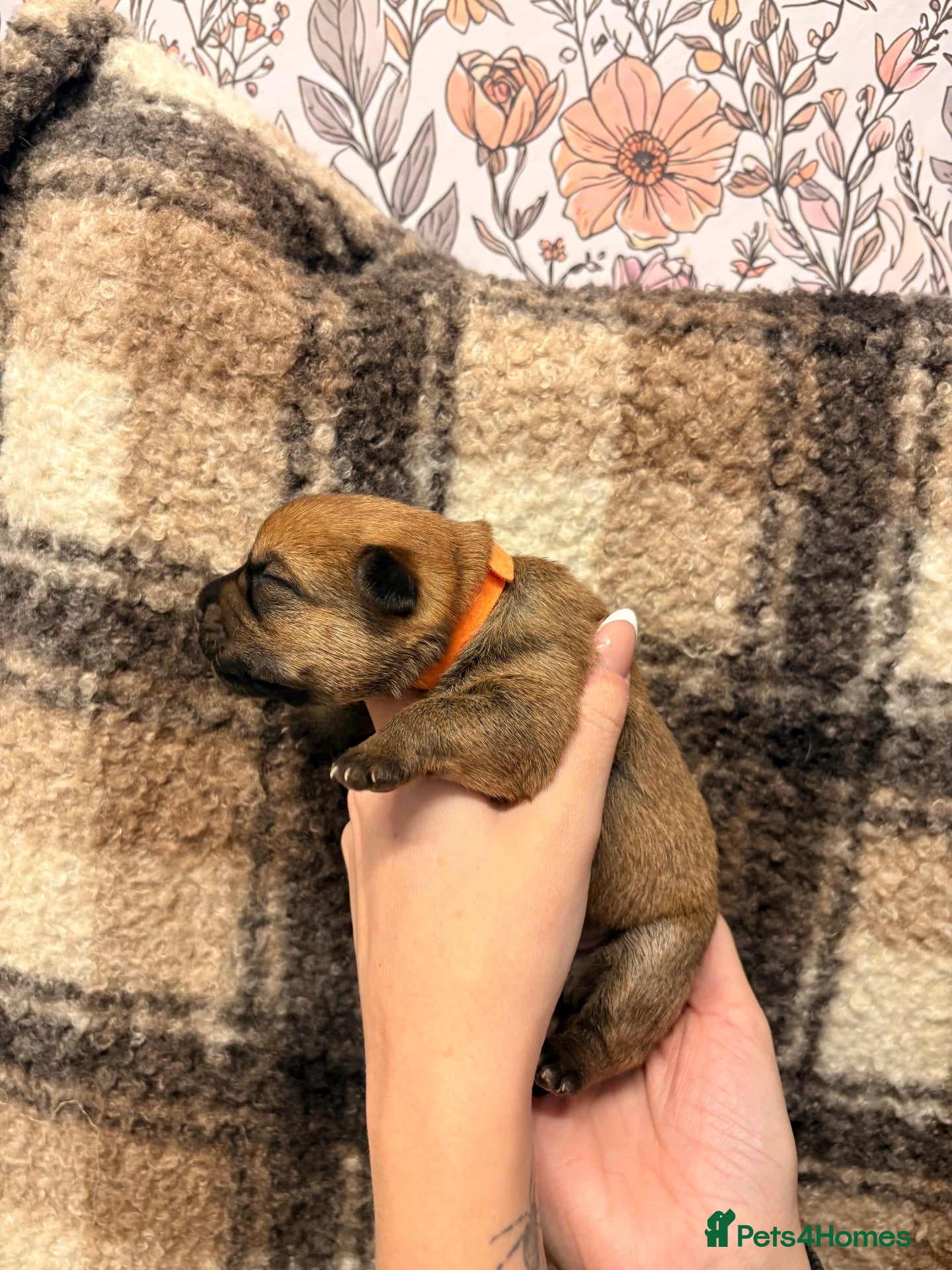 Mixed Breed dogs Border terrier X Patterdale terrier - Advert 18