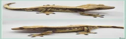 Gecko reptiles for sale: Various Crested Geckos - Advert 5