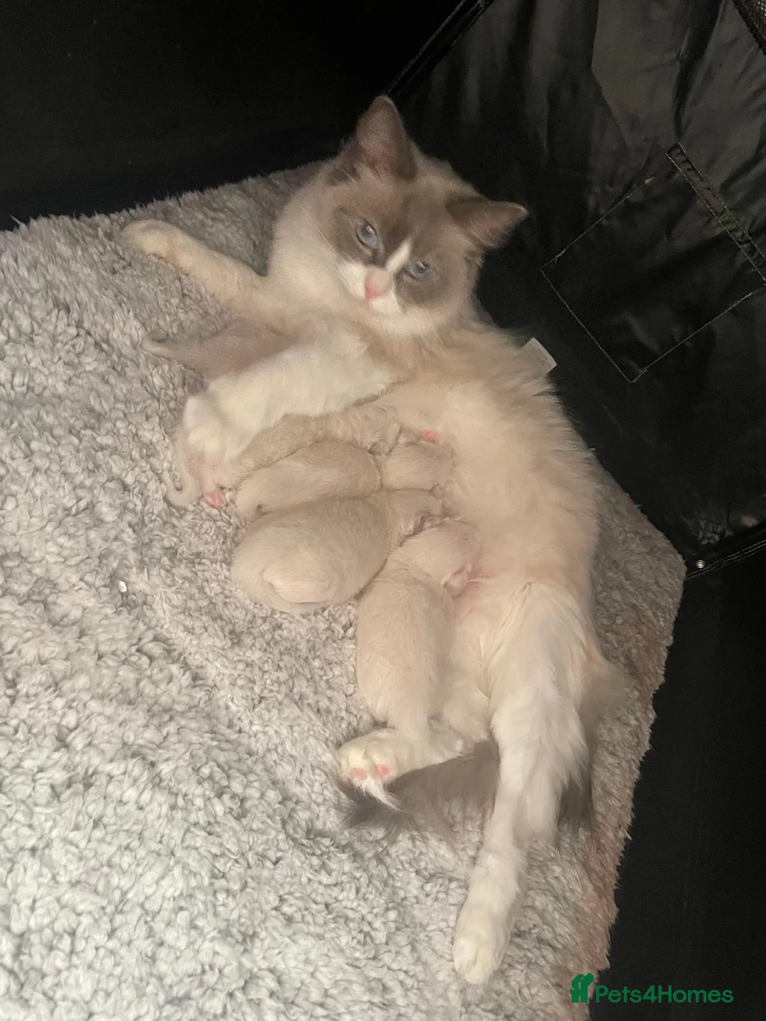 Ragdoll cats for sale: Purebred ragdoll kittens for sale - Advert 2