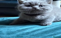 British Shorthair cats for sale: Adorable GCCF British Shorthair Kittens  - Image 2