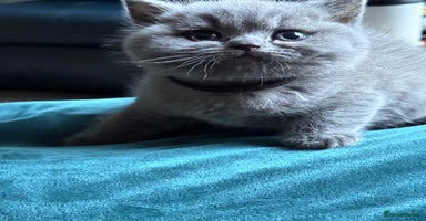 British Shorthair cats - Advert 6