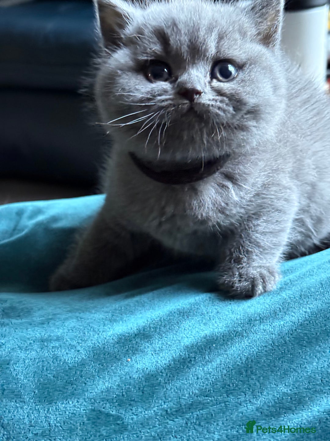 British Shorthair cats for sale: Adorable GCCF British Shorthair Kittens  - Image 2