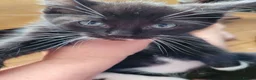 Ragdoll cats for sale: Ragdoll mixed kittens - Advert 11