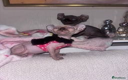 Sphynx cats for sale: Half Elf sphynx  - Image 8